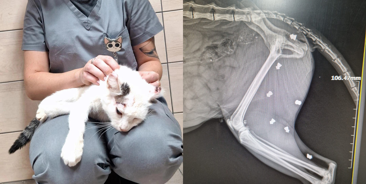 fot. Centrum Weterynaryjne Max-Wet