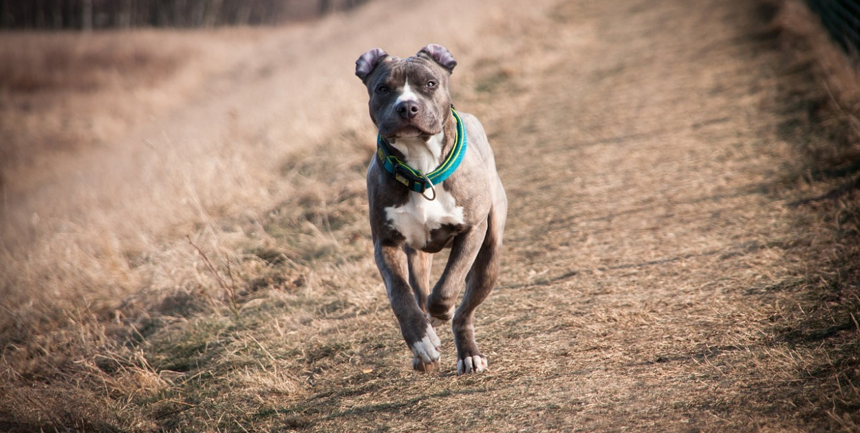Karma dla amstaffa — przegląd najlepszych propozycji