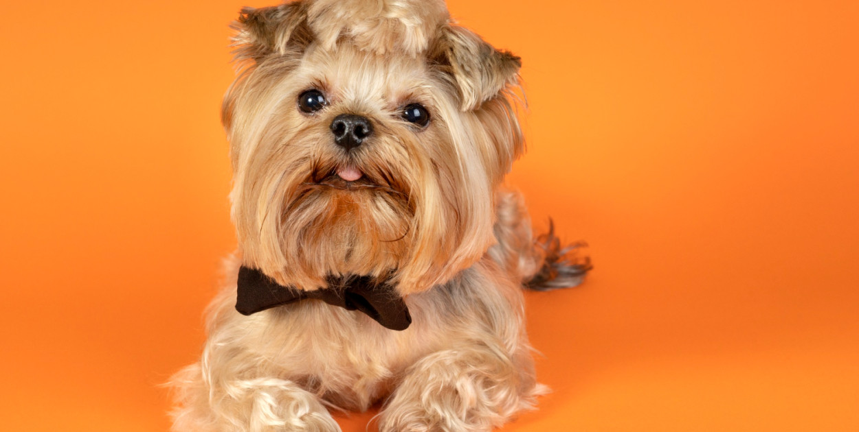 Najlepsza karma dla shih tzu - jak ją wybrać?