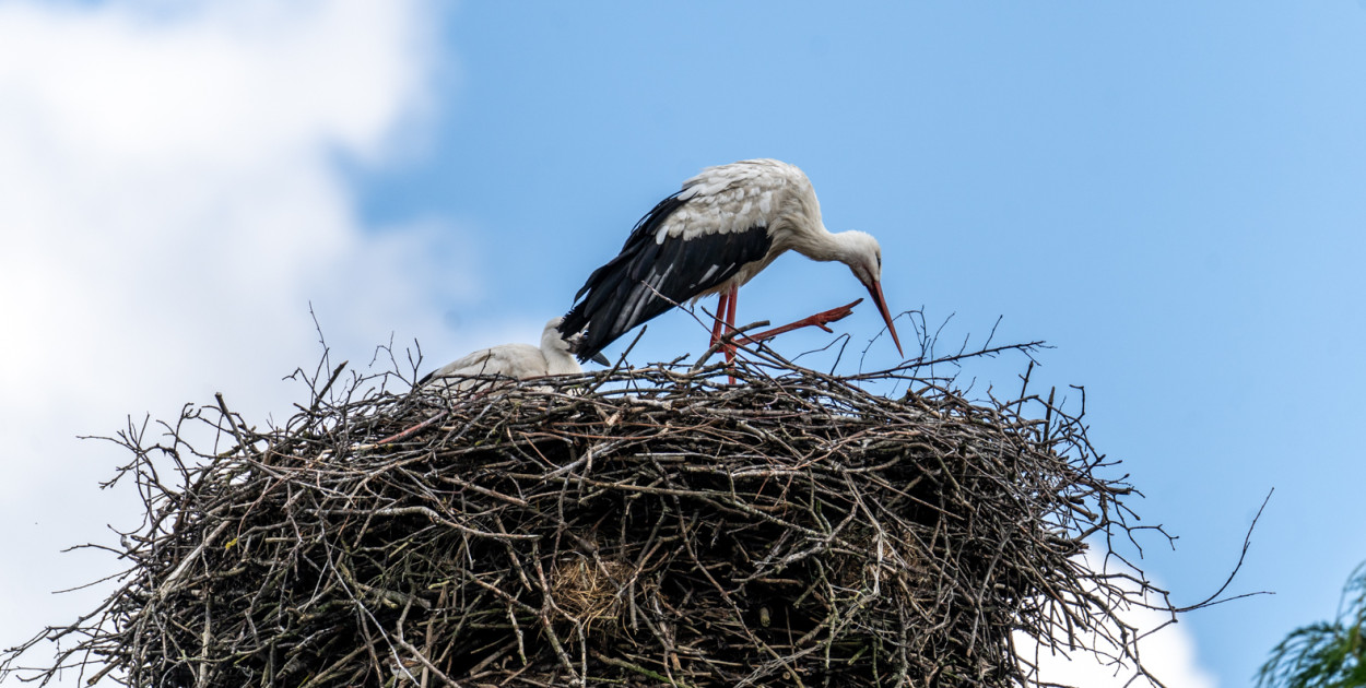 Policzyli „szczecineckie” bociany. Ile ich jest?