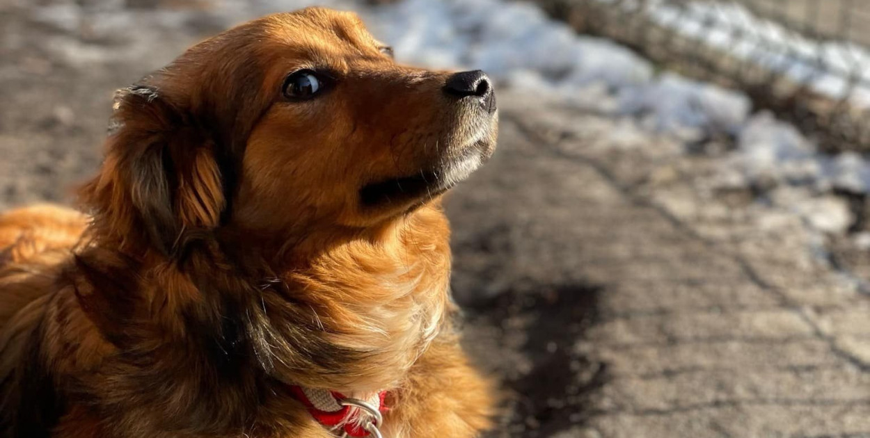 Spotkaj się z podopiecznymi schroniska w Szczecinku. 