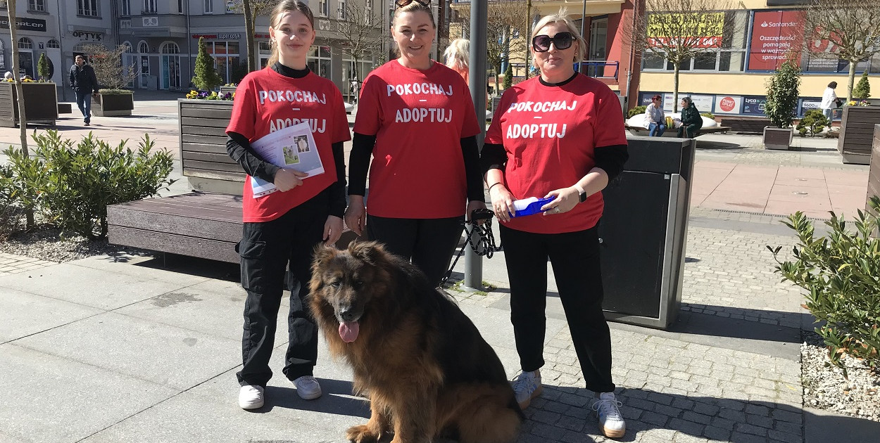 Psy ze schroniska w centrum Szczecinka. Szukają domów i promują adopcję