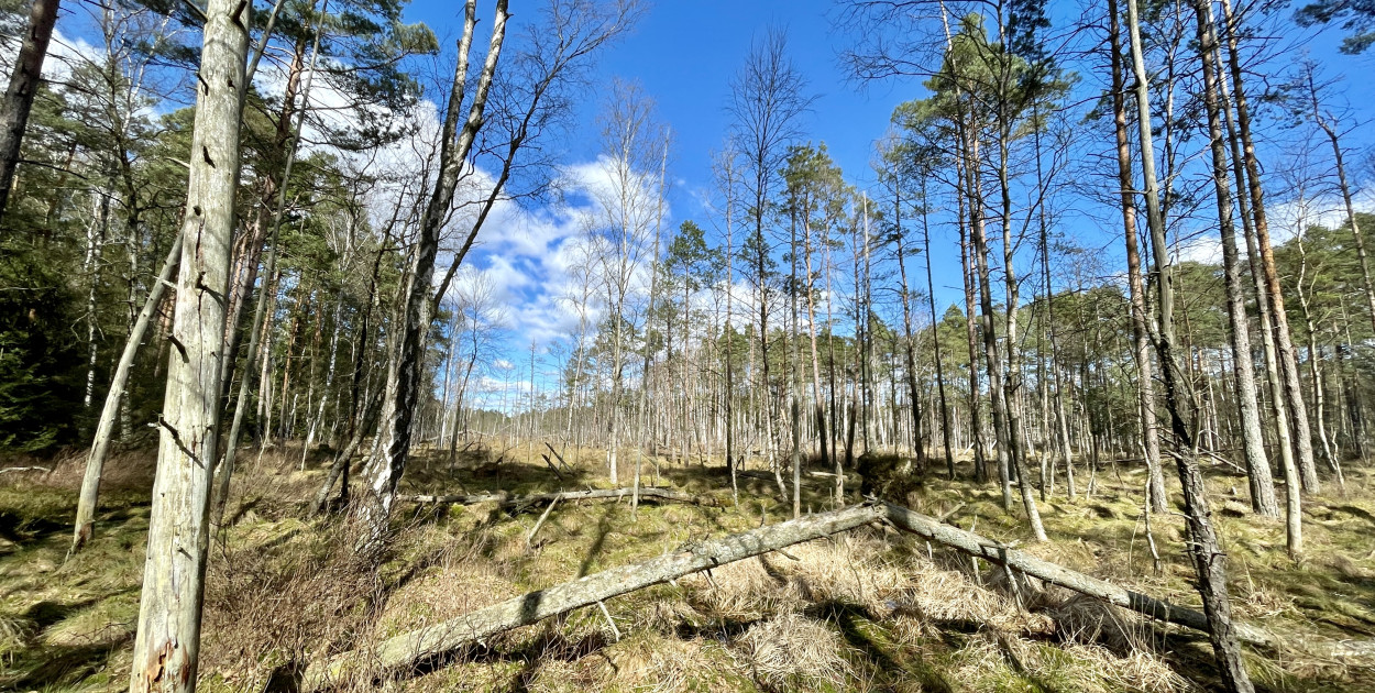 fot. iszczecinek.pl / Bagno Kusowo