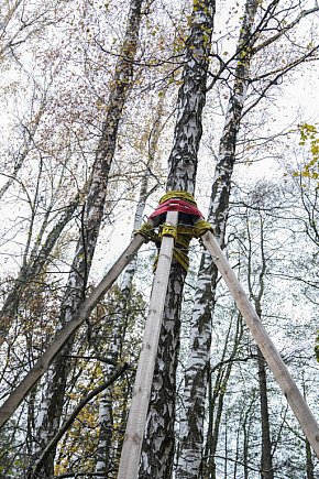 Drzewa podparte jak dla alpinistów – co się dzieje?-8554