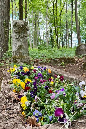 Co się stało z bratkami z centrum miasta? Zaskakujące miejsce!-8952