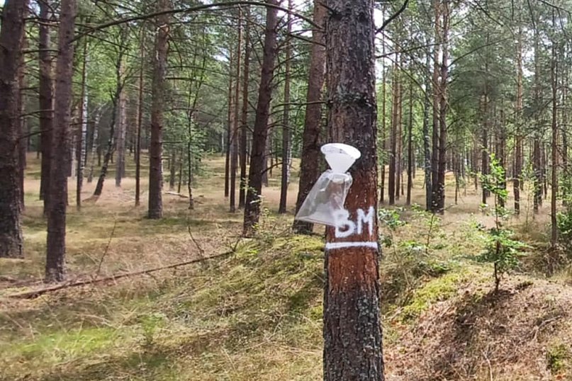 Pułapki na szkodniki – niepozorne, ale skuteczne