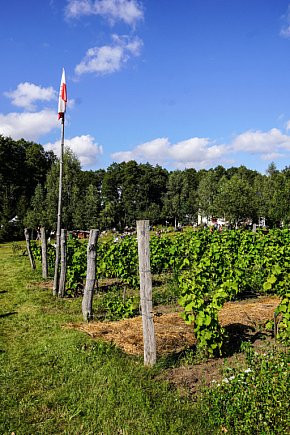 Smaki i aromaty Weekendu Otwartych Winnic-9133
