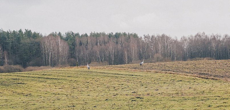 Wróciły żurawie! Mamy oznaki przedwiośnia na początku lutego