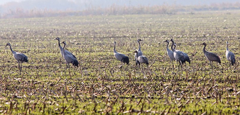 W przyrodzie widać wiosnę: przyleciały żurawie, gęsi gęgawy i gołębie siniaki