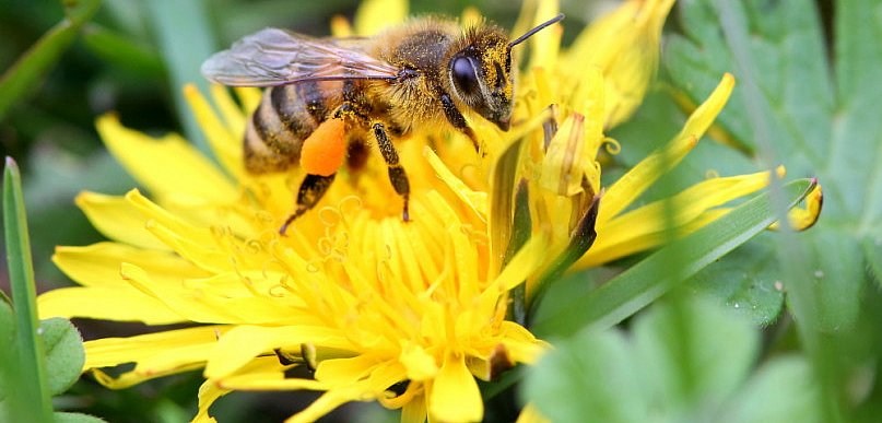 Pamiętajmy o roli, jaką w ekosystemie odgrywają zapylacze w tym pszczoły