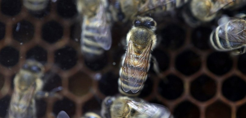 KOWR: coraz więcej pszczół w Polsce - ich wartość, jako zapylaczy dla ekosystemu, 