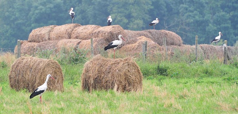 Ornitolog: bociany odlatują wcześniej niż zwykle