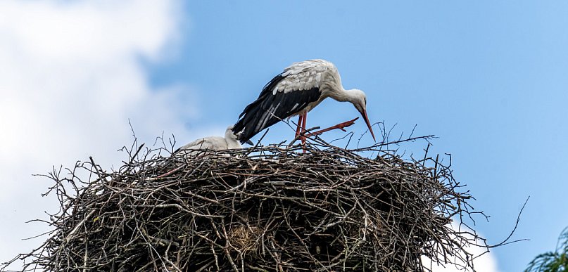Policzyli „szczecineckie” bociany. Ile ich jest?