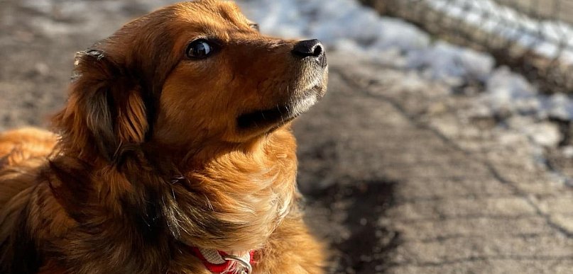 Spotkaj się z podopiecznymi schroniska w Szczecinku. 