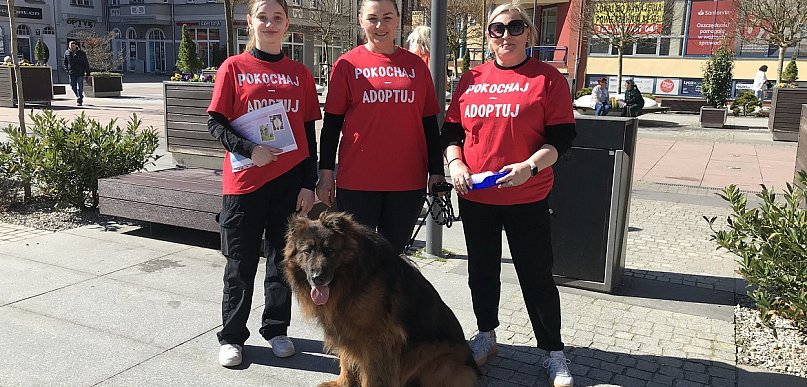 Psy ze schroniska w centrum Szczecinka. Szukają domów i promują adopcję