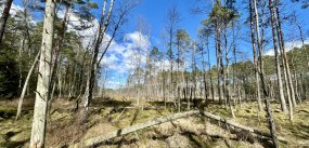 Leśnicy z RDLP w Szczecinku chcą stworzyć 11 nowych rez