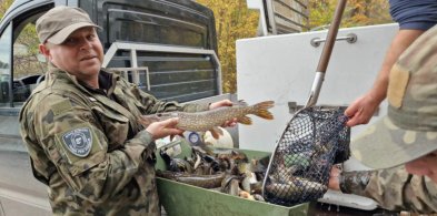 NA RYBY. Do Trzesiecka i Wilczkowa trafi kilkaset tysięcy młodych rybek-37750