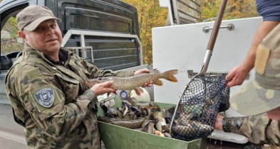 NA RYBY. Do Trzesiecka i Wilczkowa trafi kilkaset tysięcy młodych rybek-37750