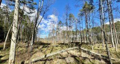 Leśnicy z RDLP w Szczecinku chcą stworzyć 11 nowych rezerwatów przyrody-37767