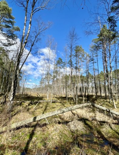 Leśnicy z RDLP w Szczecinku chcą stworzyć 11 nowych rezerwatów przyrody-37767