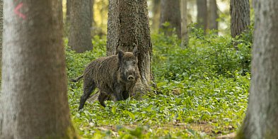 Rozpoczyna się odstrzał dzików w powiecie szczecineckim-45029