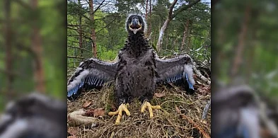 Pierwsze w historii! Młode bieliki zaobrączkowane w Nadleśnictwie Szczecinek-47012