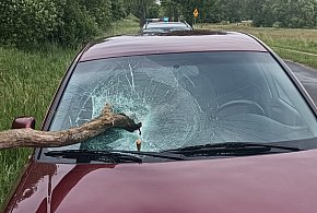 O krok od tragedii. Konar wbił się w przednią szybę jadącego samochodu-47287