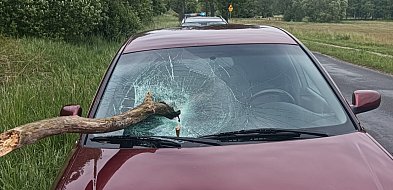 O krok od tragedii. Konar wbił się w przednią szybę jadącego samochodu-47287