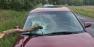 O krok od tragedii. Konar wbił się w przednią szybę jadącego samochodu-47287