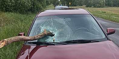 O krok od tragedii. Konar wbił się w szybę-47287