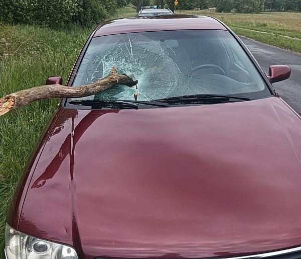 O krok od tragedii. Konar wbił się w przednią szybę jadącego samochodu-47287