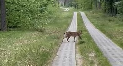 Ryś znów uchwycony w podszczecineckim lesie. Leśnicy: Niezwykłe spotkanie!-47357