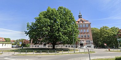 To drzewo zna historię SP1! Niezwykła tajemnica „Adama”-47511