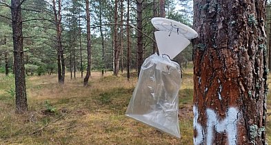 Tajemnicze pułapki w lasach. Co wiszące „domki” robią na drzewach?-48313