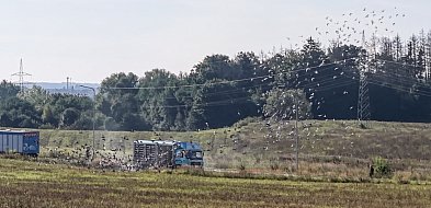 Niebo pełne skrzydeł. Efektowny lot tysięcy gołębi w niedzielny poranek-49110