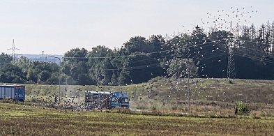 Niebo pełne skrzydeł. Efektowny lot tysięcy gołębi w niedzielny poranek-49110