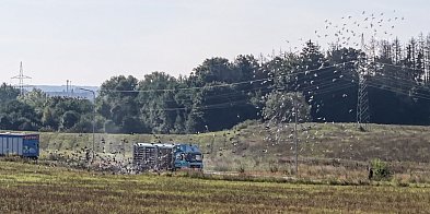 Niebo pełne skrzydeł. Efektowny lot tysięcy gołębi w niedzielny poranek-49110
