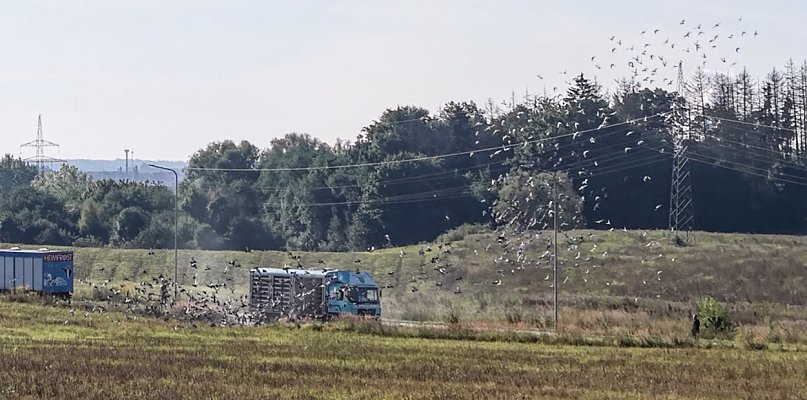 Niebo pełne skrzydeł. Efektowny lot tysięcy gołębi w niedzielny poranek - 49110