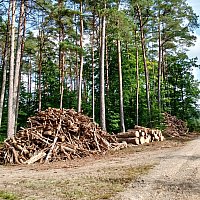 zdjecie ogloszenia