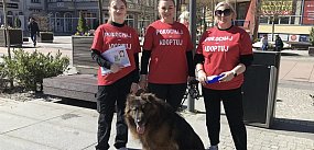 Psy szukają domów – spotkaj je w piątek w centrum