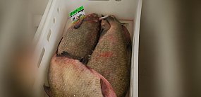 Kontrole sprzedaży ryb w Szczecinku. Nie ma nieprawidło