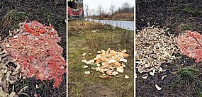 Czytelnik: Podrzucane bioodpady przyciągają dziki