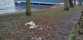 Rozszarpany łabędź nad jeziorem.