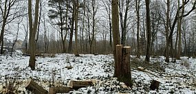 Miasto szuka sprawców nielegalnej wycinki