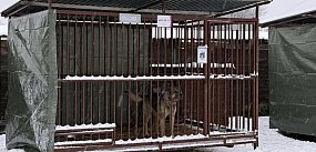 Inspekcja weszła do schroniska w Szczecinku.