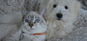 Nowy obowiązek dla właścicieli zwierząt. Inaczej kara