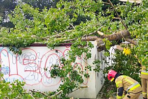 Drzewo runęło na garaże przy ul. Koszalińskiej-9203