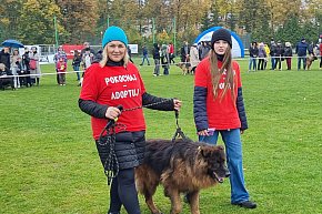 Tak wyglądała wystawa psów w Szczecinku-9245
