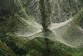 Kupujesz żywą choinkę na święta? Ten szczegół łatwo przeoczyć-51392