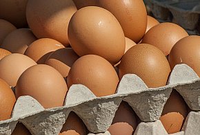 Salmonella wykryta w jajach! GIS wydał pilne ostrzeżenie-51488